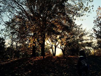 Trees in park