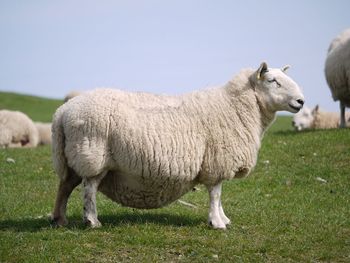 Pregnant sheep standing in a field