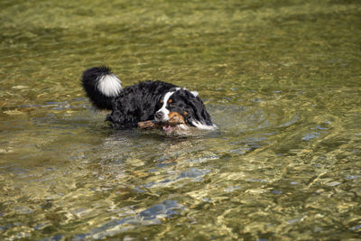 Black dog in water