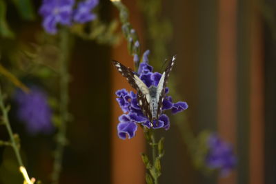 Close-up of butterfly on purple flower