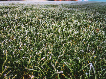 Plants growing on field