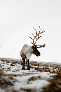 Deer standing on a field