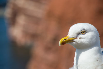 Close-up of seagull