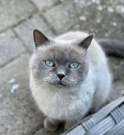 High angle portrait of cat against white wall