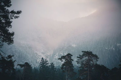 Pine trees in forest against sky during winter