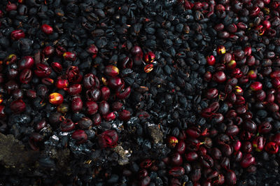 Full frame shot of berries