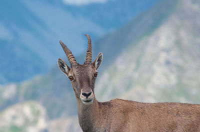 Portrait of deer