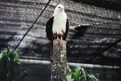 Bird perching on wooden post