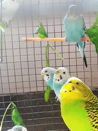 Close-up of parrot perching in cage