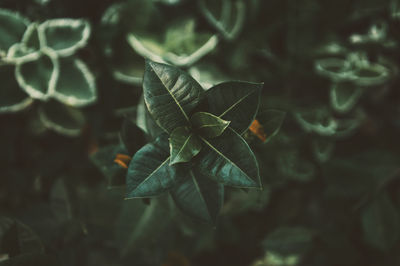 Close-up of plant leaves