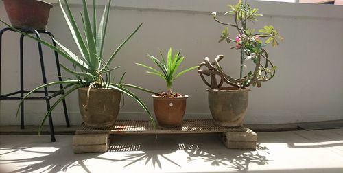 Potted plants in pot