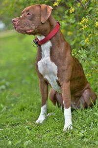 Dog looking away on field