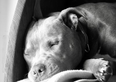 Close-up of a dog sleeping at home