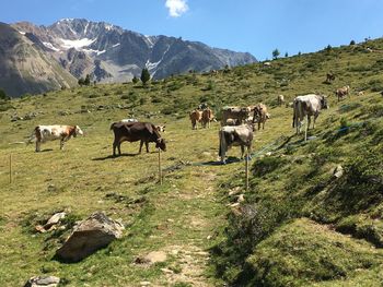 Horses in a field