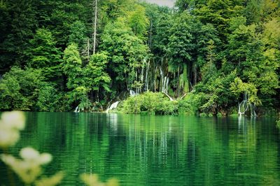 Scenic view of lake in forest