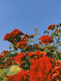 Low angle view of flowering plants against clear blue sky