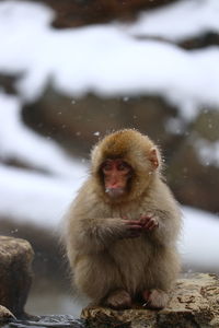 Japanese macaque sitting on rock during snowfall