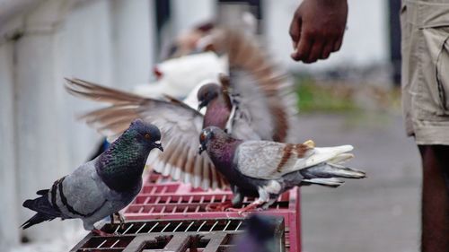 High angle view of pigeons eating food
