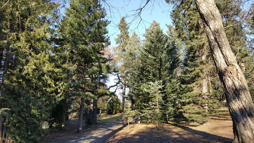 Road passing through forest