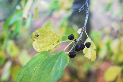 Close-up of green leaf