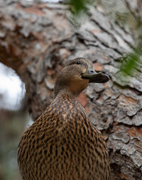 Close-up of bird on rock