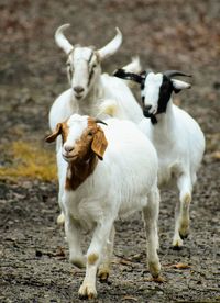 Goats running in a field