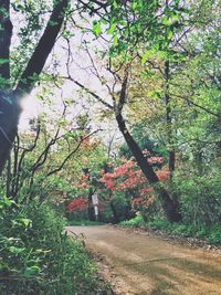 Footpath amidst trees