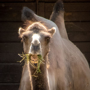 Close-up of an animal