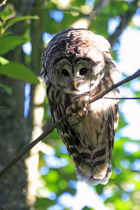 Low angle view of bird against blurred background