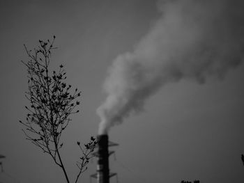 Trees against sky