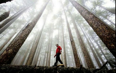 Man standing in forest