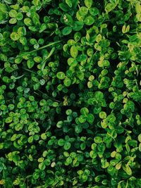 Full frame shot of plants