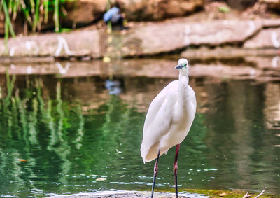 Bird perching on a lake