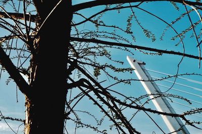 Low angle view of tree against sky