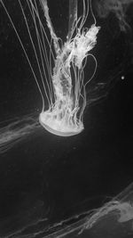 Close-up of jellyfish against black background