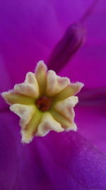 Close-up of pink flower