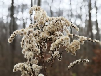 Close-up of frozen plant