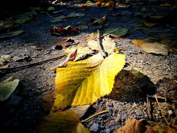 High angle view of maple leaves on road