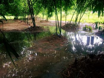 Scenic view of lake in forest