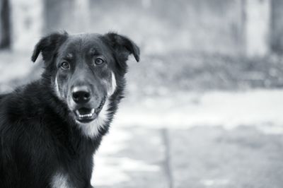 Portrait of a dog