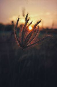 Close-up of silhouette plant on field against sky during sunset