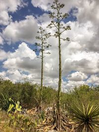 Plants growing on land against sky