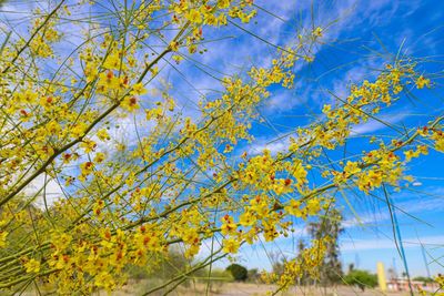 Low angle view of flowering plants against blue sky