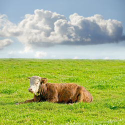 Sheep grazing on field against sky