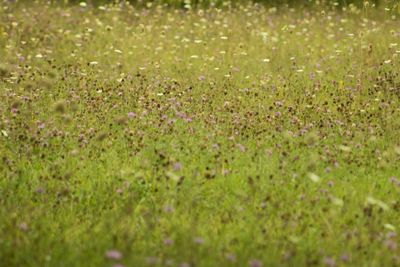 Small flowers on field