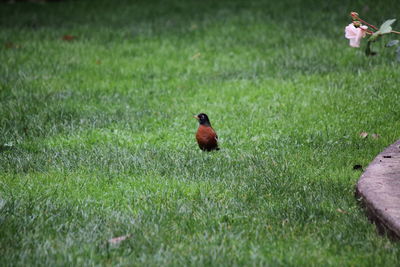 Bird in a field