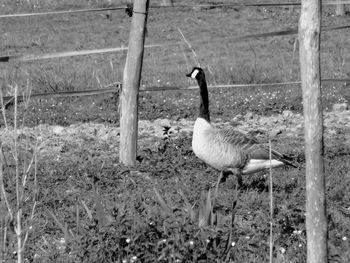 Side view of a bird on field