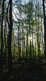 Trees on landscape against sky