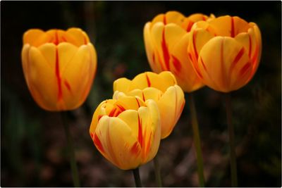 Close-up of orange tulip blooming outdoors