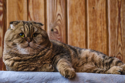 Close-up portrait of a cat